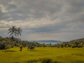 Scenic view of agricultural field against sky
