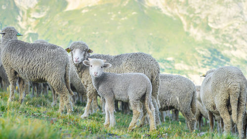 Sheep grazing in field