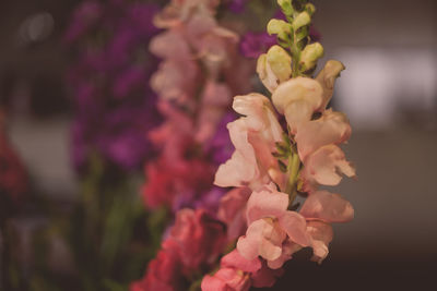 Close-up of flowers against blurred background