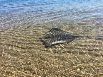 High angle view of fishes swimming in sea