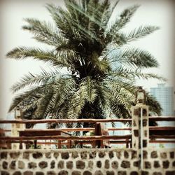 Low angle view of palm trees