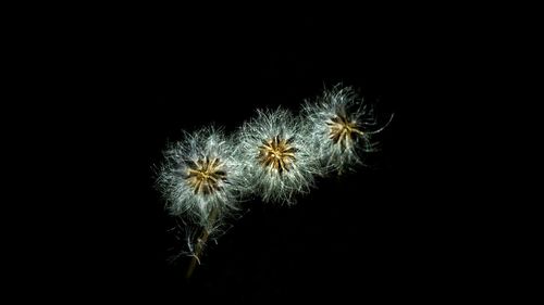 Close-up of dandelion flower over black background