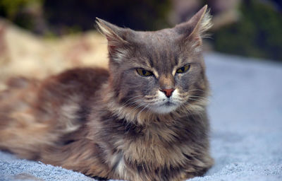 Close-up portrait of a cat