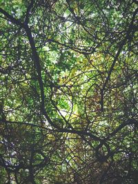 Low angle view of tree in forest