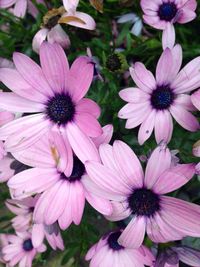 Close-up of pink daisy flowers