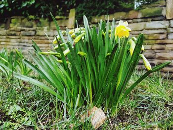 Close-up of yellow crocus flowers