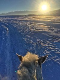 High angle view of dog during winter