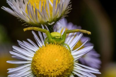 Close-up of purple flower