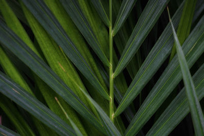 Full frame shot of palm leaf