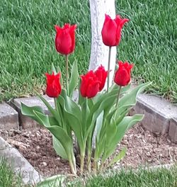 Close-up of red tulip flowers