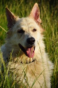 Close-up of dog on field