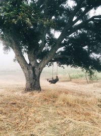 Trees on landscape