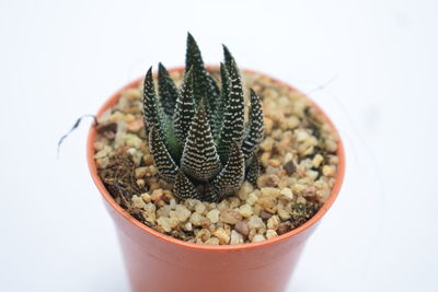 Close-up of cactus plant against white background