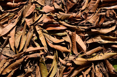 Full frame shot of dried autumn leaves