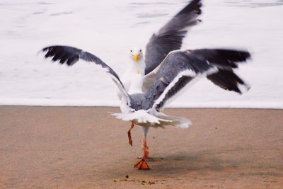 Seagull flying above a bird