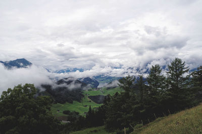 Scenic view of trees in forest against sky