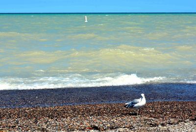 Seagulls on beach