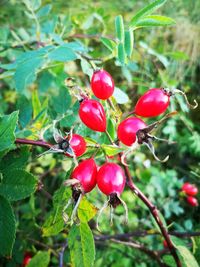 Close-up of red berries growing on tree