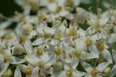 Close-up of white flowers