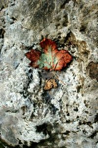Close-up of leaf on rock