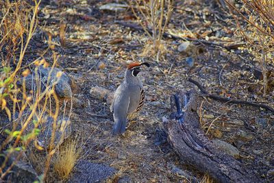 High angle view of birds perching on field