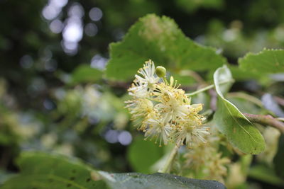 Close-up of flowering plant