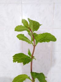 Close-up of potted plant against white wall