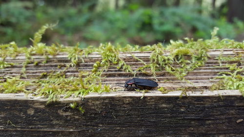 Black insect on road