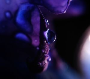 Close-up of water drops on spider web