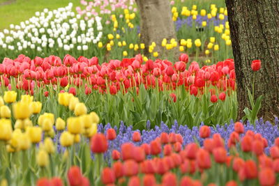 Close-up of tulips blooming in field