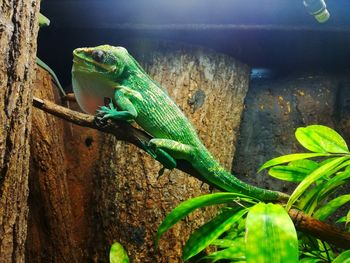 Green lizard