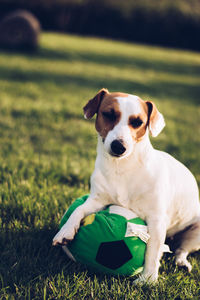 Portrait of dog sticking out tongue on field