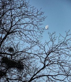 Low angle view of bare trees against sky