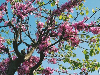 Low angle view of pink flowers blooming on tree