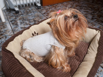 High angle view of dog relaxing at home