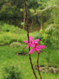 Close-up of pink flowering plant on field