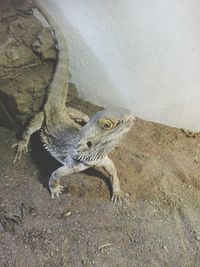 Close-up of lizard on sand