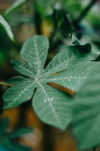 Close-up of raindrops on leaves