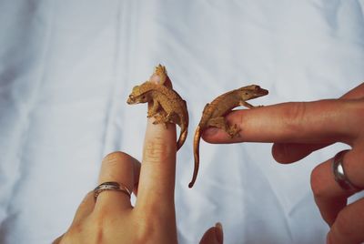 Cropped fingers of woman with lizards