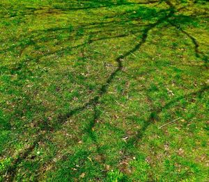 Full frame shot of grass