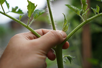 Close-up of hand holding plant