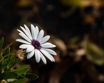 Close-up of white flowering plant