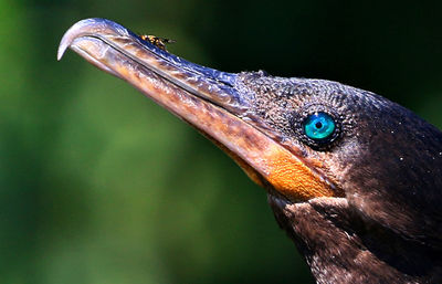 Close-up of a peacock