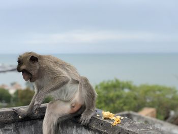 Monkey sitting on wood against sky