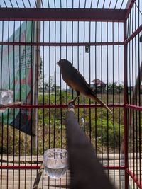 bird