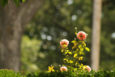 Close-up of flowers blooming outdoors