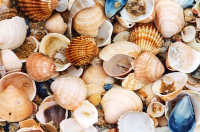 Close-up of seashells on beach