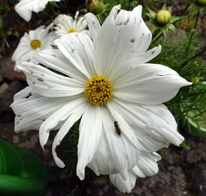 Close-up of flowers blooming outdoors