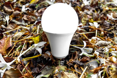 High angle view of shells on field