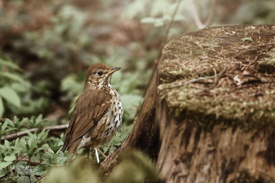 Close-up of mavis perching on tree